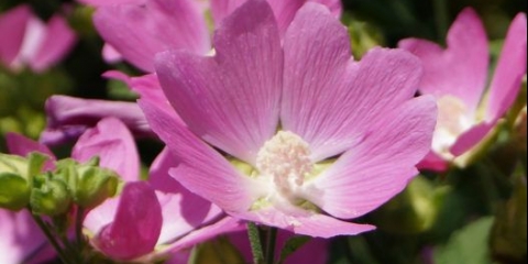 Khatma thuringian: fotografija, ljekovita svojstva i kontraindikacije